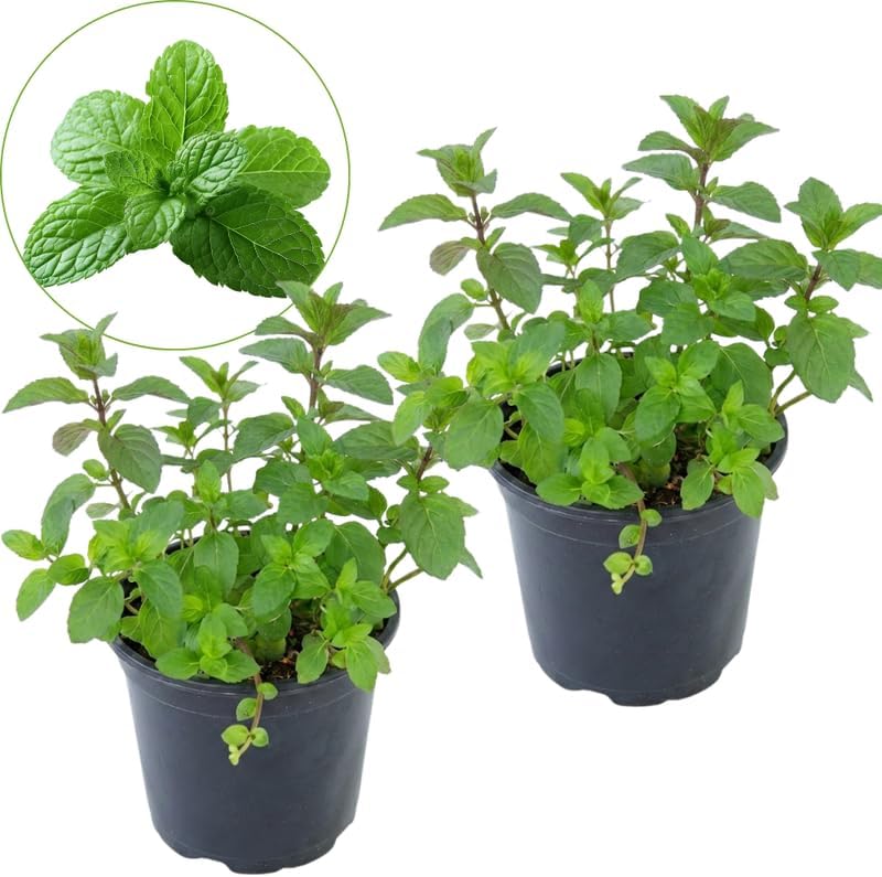 2 Apple Mint Plants, 3-Inch Pot, Mint Plants Live, Fast Growing Aromatic Perennial for Modern Landscape and Herb Gardening