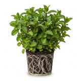 Peppermint Plants Live, Mint Plants for Inside and Home Décor, 3-Inch Potted Fresh Herb for Indoor Outdoor Growing