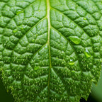 Peppermint Plants Live, Mint Plants for Inside and Home Décor, 3-Inch Potted Fresh Herb for Indoor Outdoor Growing