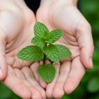 Peppermint Plants Live, Mint Plants for Inside and Home Décor, 3-Inch Potted Fresh Herb for Indoor Outdoor Growing