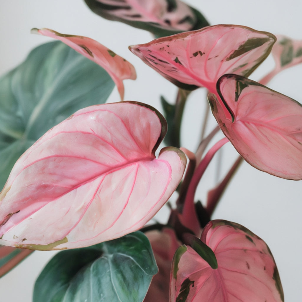 Philodendron Pink Princess Live Plant | Pink Princess Philodendron in Self-Watering 4'' Inch Pot | Easy Plants Live Houseplants for Home & Office Décor