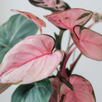 Philodendron Pink Princess Live Plant | Pink Princess Philodendron in Self-Watering 4'' Inch Pot | Easy Plants Live Houseplants for Home & Office Décor