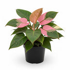 Philodendron Pink Princess Plants | Pink Princess Plant Live Houseplant in Self-Watering 4” Inch Pot | Easy-Care Indoor Plant for Shelves, Desks & Modern Spaces