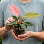 Philodendron Pink Princess Plants | Pink Princess Plant Live Houseplant in Self-Watering 4” Inch Pot | Easy-Care Indoor Plant for Shelves, Desks & Modern Spaces