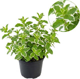 Orange Mint Plants Live Outdoor and Garden, Mint Plants Live in 3-Inch Pot, Cold-Hardy Mint Herb for Patios, Containers, and Ground Cover
