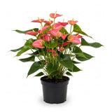 Pink Anthurium Live Plant in 4 Inch Pot, Live House Plants, Great for Home & Office Styling, Succulent Arrangements & Beginner Growers