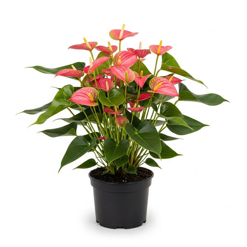 Pink Anthurium Live Plant in 4 Inch Pot, Live House Plants, Great for Home & Office Styling, Succulent Arrangements & Beginner Growers