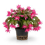 Light Pink Easter Cactus Live Plant 3 Inch Tall – Flowering Indoor Holiday Cactus with Soft Pink Blooms, Easy Care Easter Cactus Plants Live for Home, Office or Gift