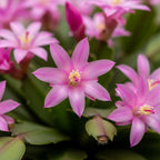 Light Pink Easter Cactus Live Plant 3 Inch Tall – Flowering Indoor Holiday Cactus with Soft Pink Blooms, Easy Care Easter Cactus Plants Live for Home, Office or Gift
