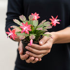 Light Pink Easter Cactus Live Plant 3 Inch Tall – Flowering Indoor Holiday Cactus with Soft Pink Blooms, Easy Care Easter Cactus Plants Live for Home, Office or Gift