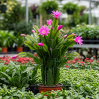 Pink Easter Cactus Live Plant | Delicate Pink Spring Flowers 3 Inch Tall | Easy Care Easter Cactus Plants Live for Indoor Décor, Small Spaces and Gifting