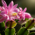 Pink Easter Cactus Live Plant | Delicate Pink Spring Flowers 3 Inch Tall | Easy Care Easter Cactus Plants Live for Indoor Décor, Small Spaces and Gifting
