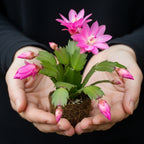 Pink Easter Cactus Live Plant | Delicate Pink Spring Flowers 3 Inch Tall | Easy Care Easter Cactus Plants Live for Indoor Décor, Small Spaces and Gifting