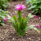 Pink Easter Cactus Live Plant | Delicate Pink Spring Flowers 3 Inch Tall | Easy Care Easter Cactus Plants Live for Indoor Décor, Small Spaces and Gifting