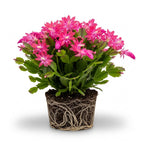 Pink Easter Cactus Plants Live | Spring Cactus Plant 3 Inch Tall | Compact Flowering Easter Cactus | Low Maintenance Indoor Houseplant for Home Decor