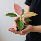 Pink Princess Philodendron Live Plant | Easy Plants Live Houseplants with Self-Watering 4 Inch Pot | Philodendron Pink Princess Plant for Indoor Home & Office