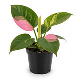 Pink Princess Philodendron Live Plant | Easy Plants Live Houseplants with Self-Watering 4 Inch Pot | Philodendron Pink Princess Plant for Indoor Home & Office