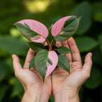 Pink Princess Philodendron Live Plant | Easy Plants Live Houseplants with Self-Watering 4 Inch Pot | Philodendron Pink Princess Plant for Indoor Home & Office