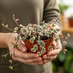 Pink Variegated String of Hearts Plant Live in 6" Pot | Rare Pink Ceropegia Woodii Variegata | Perfect for Beginners & Green Home Styling