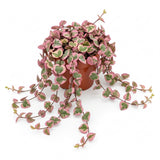 String of Hearts Plant Live | Different Houseplants in 4” Pot | Fast-Growing Trailing Houseplant | Perfect for Home & Office Decor | Suitable for Hanging Planters & Living Wall Displays
