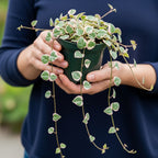 String of Hearts Plant Live | Different Houseplants in 4” Pot | Fast-Growing Trailing Houseplant | Perfect for Home & Office Decor | Suitable for Hanging Planters & Living Wall Displays