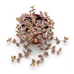 Pink Variegated String of Hearts Plant Live in 6" Pot | Rare Pink Ceropegia Woodii Variegata | Perfect for Beginners & Green Home Styling