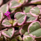 Pink Variegated String of Hearts Plant Live in 6" Pot | Rare Pink Ceropegia Woodii Variegata | Perfect for Beginners & Green Home Styling