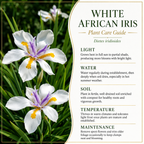 Iris Plants Live, 4-8" Tall African White Iris Plant, Fast Growing, Elegant White Flowers, for Walkway Borders and Patio Pots