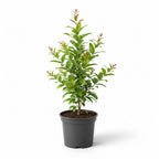 Pomegranate Plant Live in 4 Inch Pot | Salavatski Pomegranate Tree for Planting | Fruit-Bearing Live Pomegranate Plants for Garden, Backyard Orchard & Patio Containers