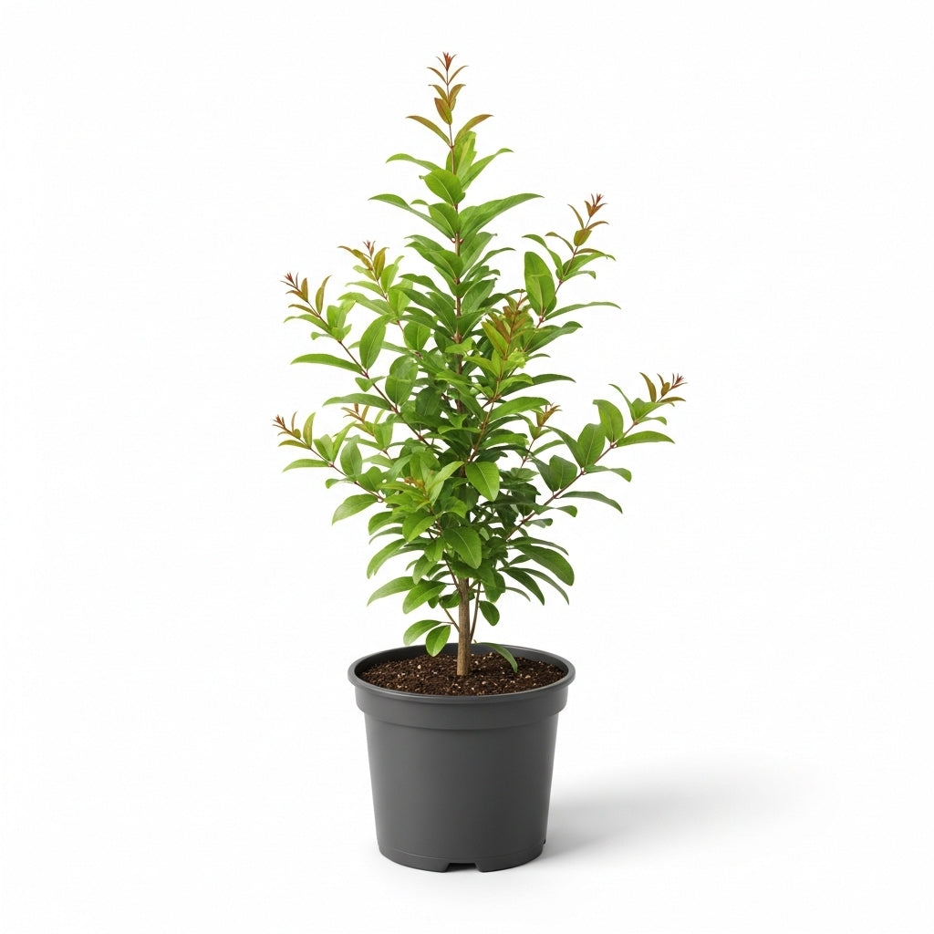 Pomegranate Plant Live in 4 Inch Pot | Salavatski Pomegranate Tree for Planting | Fruit-Bearing Live Pomegranate Plants for Garden, Backyard Orchard & Patio Containers