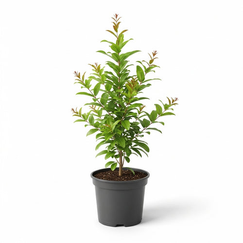 Live Pomegranate Tree Plant in 4 Inch Pot | Pomegranate Plant Live for Planting | Hardy, Fast-Growing Fruit Tree for Home Gardens, Outdoor Beds & Edible Landscapes