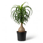Pony Tail Palm Live Plant in 4” Inch Pot | Elephant’s Foot Live Trees | Easy to Maintain Indoor Housplant | Suitable for Home & Office Décor | Great Birthday Gift