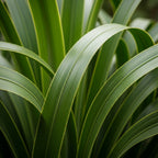Pony Tail Palm Live Plant in 4” Inch Pot | Elephant’s Foot Live Trees | Easy to Maintain Indoor Housplant | Suitable for Home & Office Décor | Great Birthday Gift