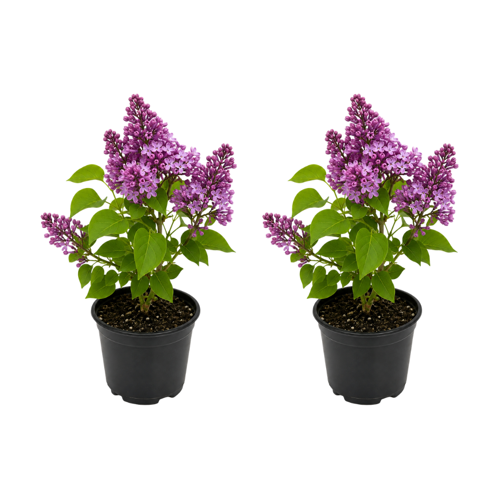 2 Purple Lilac Bushes Ready to Plant, Medium Size Pot Syringa Vulgaris, Easy Care, Fragrant Lilac Plant for Garden Landscaping & Patio