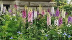 Live Foxglove Plant, 3" Potted Vertical Flowering Shrub, Established Root System Bloom, Low Maintenance Outdoor Garden Plant