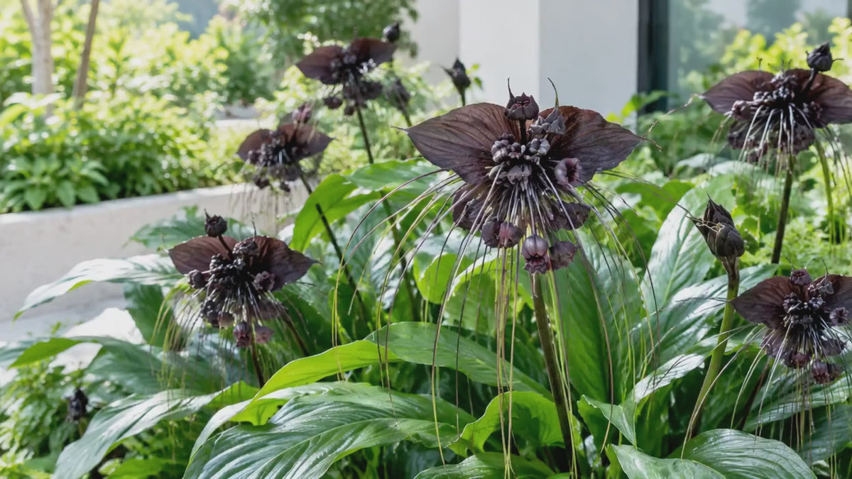 Black Bat Flower Plant Live | Tacca Chantrieri | 4 Inch Tall | Exotic Tropical Houseplant with Dramatic Black Blooms | Eye-Catching Indoor Decor Plant & Gift for Plant Lovers