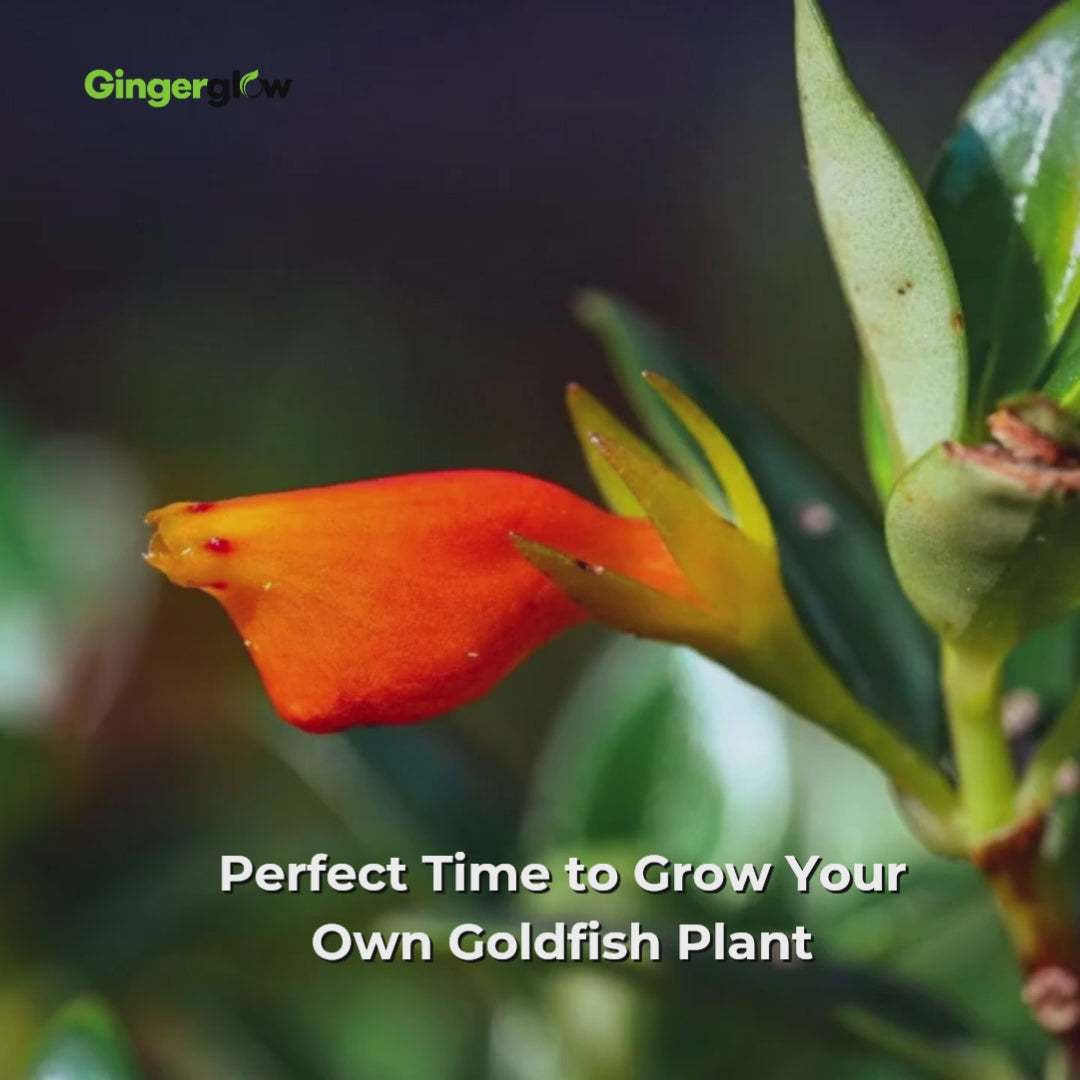 Goldfish Plant Live – 4-8" Tall in 4" Pot Live Golden Fish Plant Houseplant | Trailing Indoor Plant with Orange Blooms