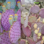 Purple Prickly Pear Cactus Live Plant in 3 Inch Potted | Hardy Desert Cactus for Indoor Display, Outdoor Gardens, Xeriscaping, Borders & Containers