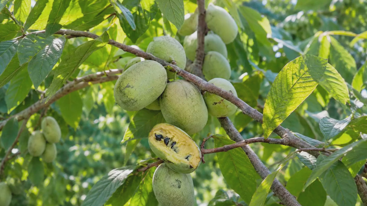 Pawpaw Tree Live Plant, 12-18 Inch Tall in Quart Pot, Native Fruit Tree Starter for Backyard and Garden Rows