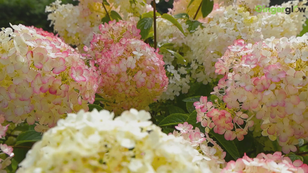 Oakleaf Hydrangea Live Plant, 12-18 Inch Tall in 4" Pot, Hydrangea Plants Trees Shrubs, Low Maintenance Compact Flowering Shrub for Borders, Garden Beds & Outdoor Landscaping