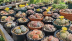 Pack of 20 Live Small Exotic Lithops Live Plants | Perfect for Lithops Starter, Great Terrarium Addition | Bare Root Without Soil or Pot, Easy to Grow and Ideal for Indoor/Outdoor Display