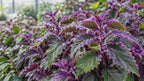 Purple Passion Plant Live - Gynura | Size 4 Inch Tall | Easy to Grow Indoor Houseplant for Home & Office | Vibrant Purple Velvet Foliage, Low Maintenance