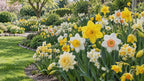 100 Wild Daffodil Bulbs, Well-Rooted Buttercup Bulbs, Vigorous Growth Habit with Showy Trumpet Blossoms for Home Landscapes