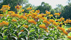 Milkweed Plants Live | Size 4 Inch Tall | Bright Spring Blooms, Upright Growth for Garden Beds & Butterfly Gardens | Easy to Grow