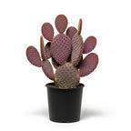 Purple Prickly Pear Cactus Plant in 3 Inch Potted| Live Purple Cactus | Low-Maintenance & Drought Resistant, Ideal for Home Décor, Patios, Landscaping, Succulent Gardens & Pots