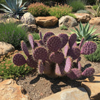 Purple Prickly Pear Cactus Plant in 3 Inch Potted| Live Purple Cactus | Low-Maintenance & Drought Resistant, Ideal for Home Décor, Patios, Landscaping, Succulent Gardens & Pots
