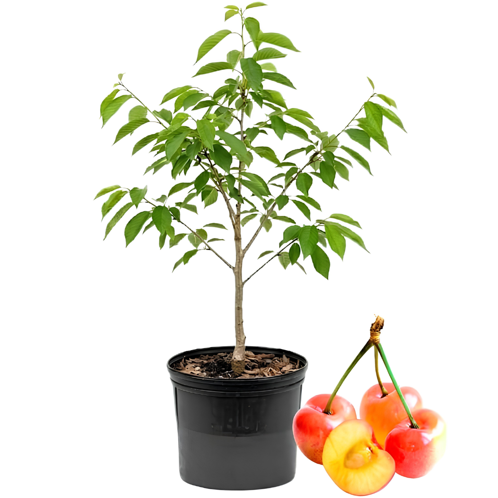 (No Ship to CA,HI,AK) Cherry Tree Live Plants, Live Rainier Cherry, Well-Rooted 2-3 Foot Tall, 3 Gallon Size, High-Yield Sweet Cherry for Sunny Landscapes and Garden Rows