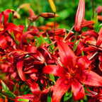 4 Mixed Asiatic Lily Bulbs, Easy Care Flowering Perennial, Low Maintenance Flowering Bulbs for Sunny Outdoor Spots