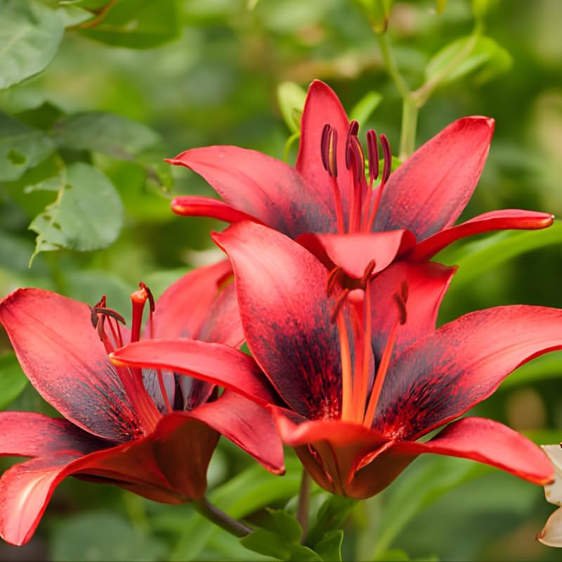 Yellow Asiatic Lily Bulbs, Set 8 Lilly Bulbs for Planting Outdoors, Well-Rooted Plant Starters, Vibrant Yellow Bloom Starters for Home Landscapes and Pots