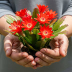 Red Easter Cactus Live Plants | Houseplant Succulent Cactus Flower Plant 3 Inch Tall | Blooming Holiday Cactus | Easy Care Easter Cactus Plants Live for Indoor Home Décor